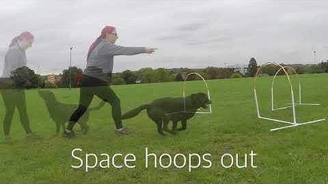 Hoopers dog agility training