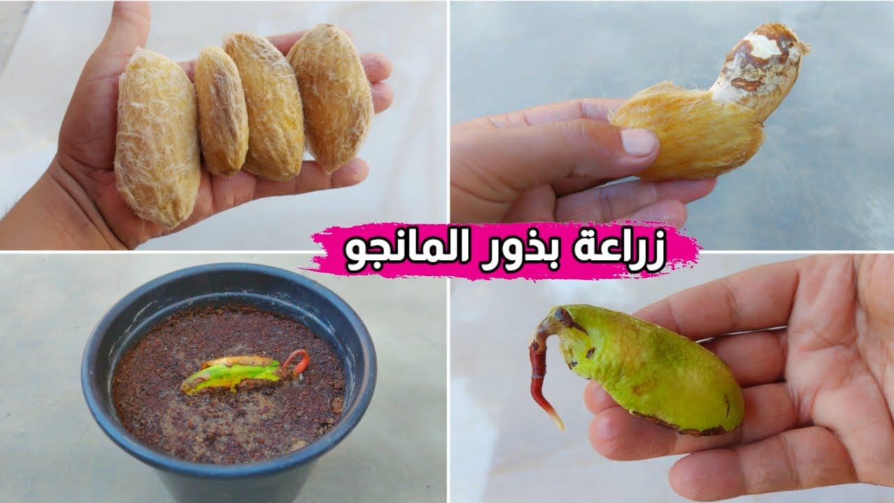 الطريقة الصحيحة لأستخراج بذور المانجو من الغلاف الخشبي وكيفية زراعتها