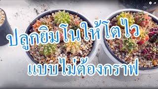 ปลูกยิมโนให้โตไว โดยที่ไม่ต้องกราฟ