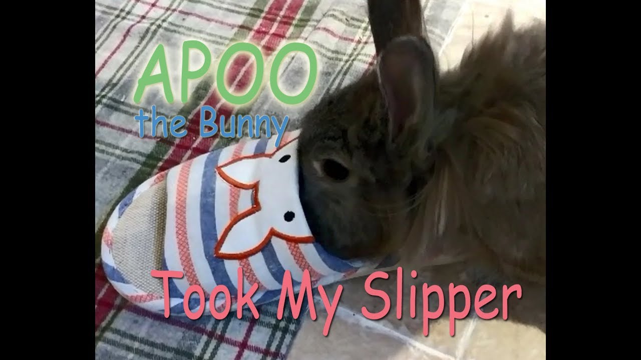 Apoo the Bunny Took My Slipper...