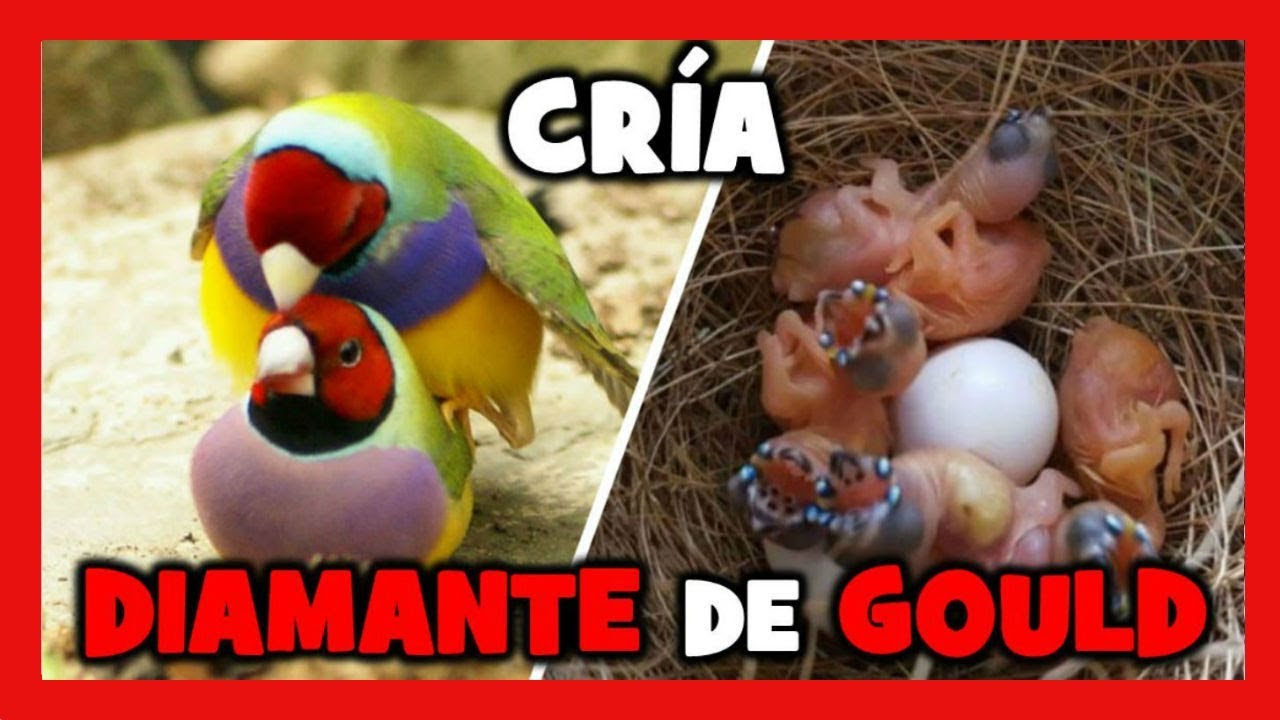 Разведение алмаза гуля