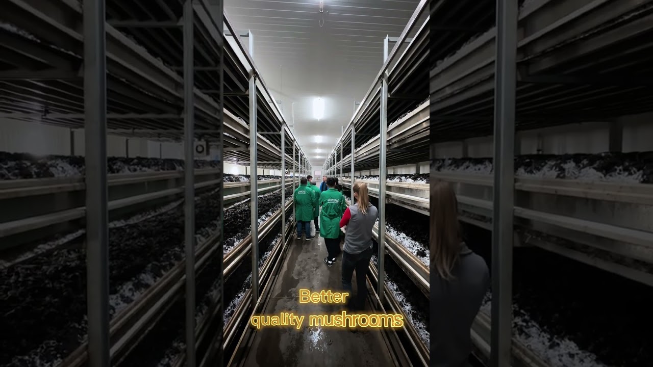 UMDIS Mushroom Picking School in Poland