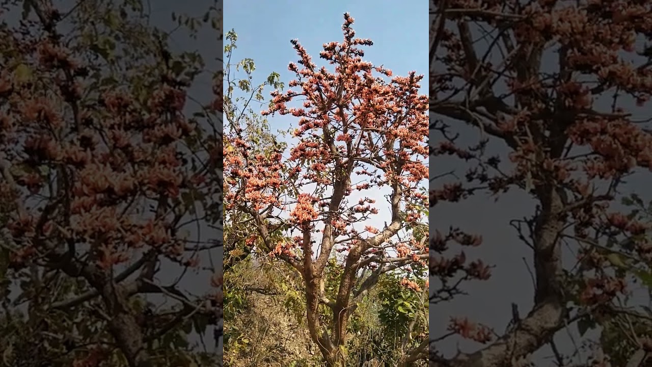 palash flowers 🌺🌺