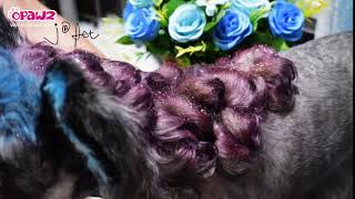Elegant Curly Hair Design for Creative Grooming - OPAWZ Cordless Airbrush and Temp-ink