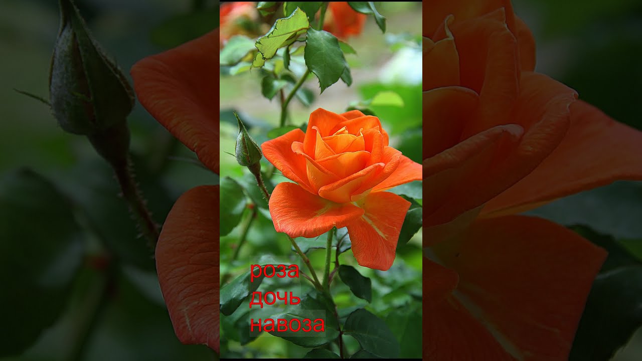 Не выбрасывайте розы. 