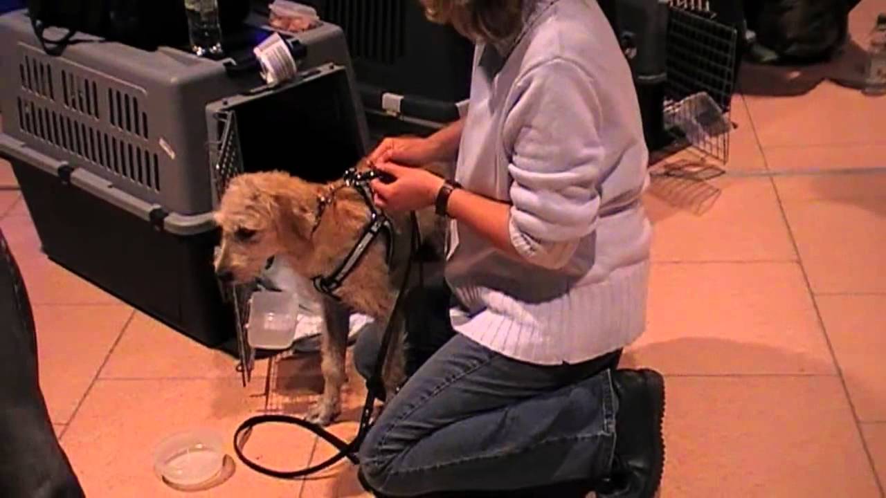 Ankunft Hunde in Not in Hamburg 04 und 05.07.2011 YouTube