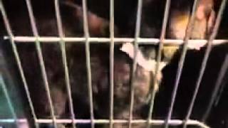 SAFE! Puss URGENT! LAST CHANCE cat at Lake County Animal Services in Tavares, FL!