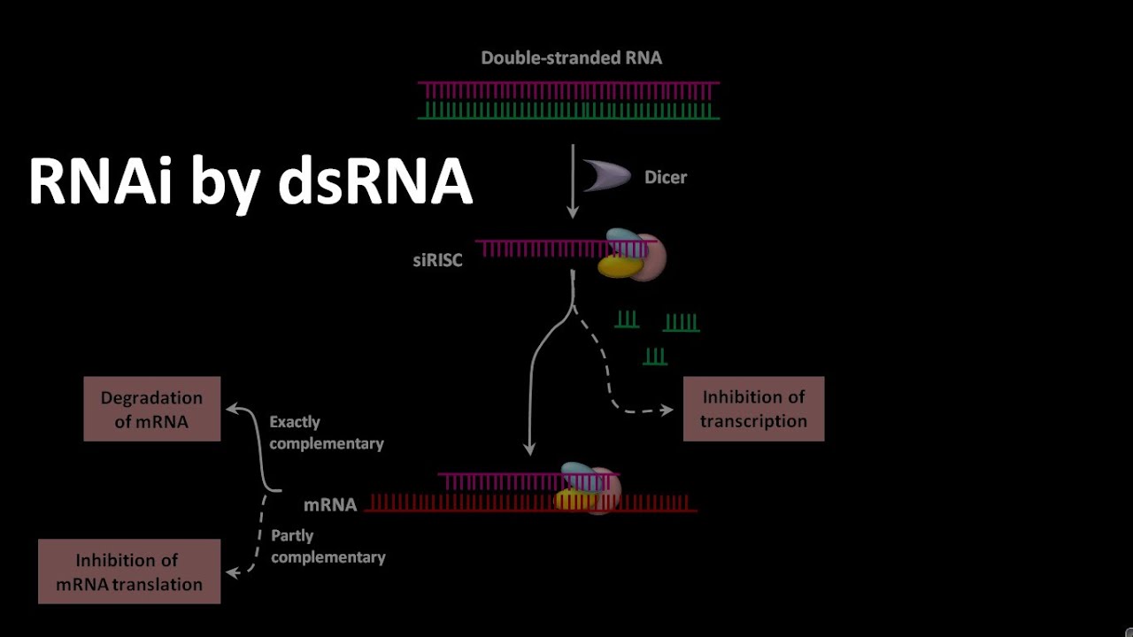 siRNA mediated RNAi or RNA interference - YouTube