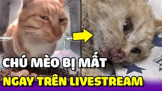 Bé mèo nổi tiếng bị mất ngay trên livestream, nghi do bị đánh bả | Yêu Lu Official