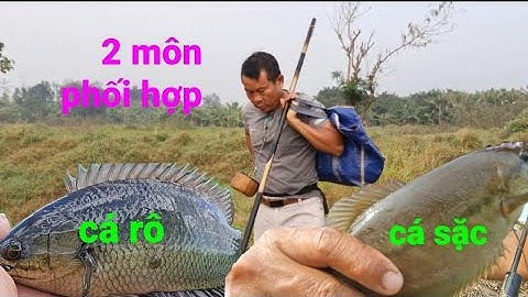câu cá sặc rằn, cá rô đồng ở nơi hoang dã thật tuyệt vời! @TAMCARO
