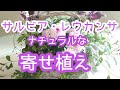 サルビア・レウカンサで秋のガーデニングを【寄せ植え】にして楽しみます。カゴを使ったナチュラルな寄せ植えの作り方とは！