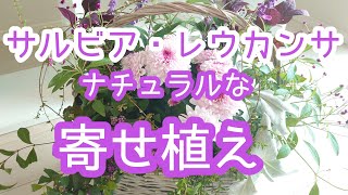 サルビア・レウカンサで秋のガーデニングを【寄せ植え】にして楽しみます。カゴを使ったナチュラルな寄せ植えの作り方とは！