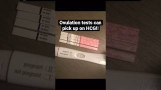 Ovulation test strips pick up on early pregnancy hormones