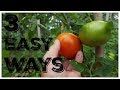3 Easy Ways To Preserve Tomatoes - No Blanching!