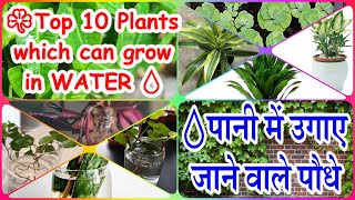 ☘Top 10 Plants which can grow in WATER  | पानी में उगाए जाने वाले पौधे | Hindi/Urdu | V100