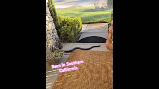 Download Lagu Mystery snake 🐍 So Cal~what do you think it is? MP3 Download Lagu Mystery snake 🐍 So Cal~what do you think it is? MP3