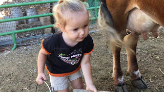 Cara Memerah Susu Sapi. 2 tahun. Bayi Tua Emma Memerah Susu Sapi Keluarga Sendirian