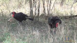 Two foraging male Southern Ground Hornbills