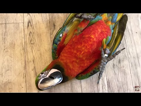 Video: Kujtoj Ushqimin Lafeber Parrot