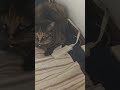 猫 懐かない #shorts#猫#猫動画