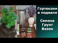 Покупки. ГОРТЕНЗИИ КРУПНОЛИСТНЫЕ. как сохранилась при разных температурах?