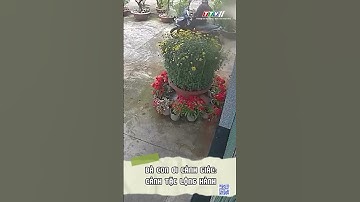 BÀ CON ƠI CẢNH GIÁC: CẢNH TẶC LỘNG HÀNH