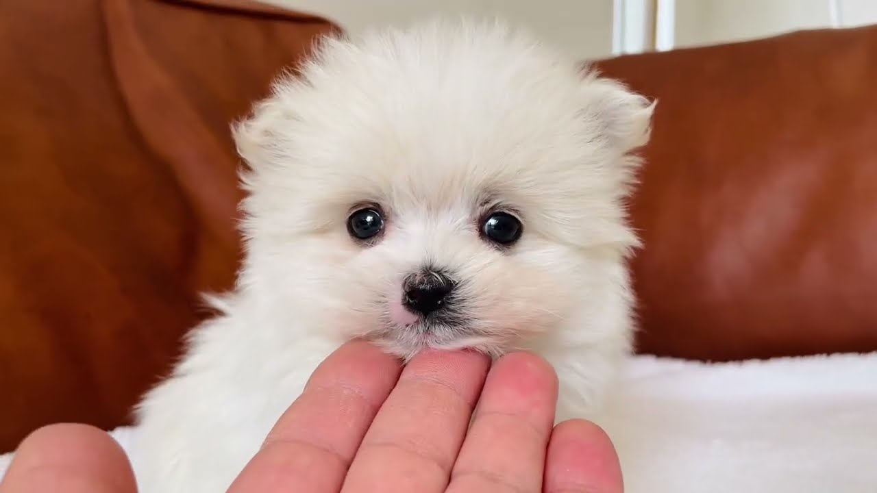 熊本県のミックス ポメマル ポメラニアン マルチーズ 男の子 22 02 25生まれ ホワイト 白 子犬id ブリーダーナビ 熊本県のミックス ポメマル ポメラニアン マルチーズ 男の子 22 02 25生まれ ホワイト 白 子犬id ブリーダーナビ
