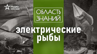 Какие рыбы бьют током? Лекция палеонтолога Дмитрия Пащенко