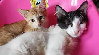 Download Lagu SI UPIN SAMA DI MULI LAGI KANGEN KANGENAN MP3