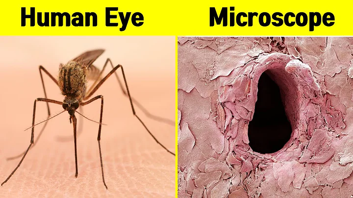 Top 15 Amazing Things you can see only under microscope | Biologist’s Pick