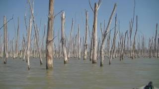 kayaking through a Dead Forest