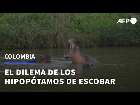 Video: ¿Podrían los hipopótamos vivir en Florida?