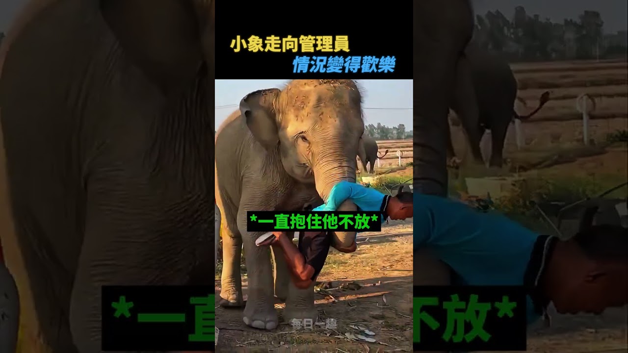 小象不捨得男人🥹