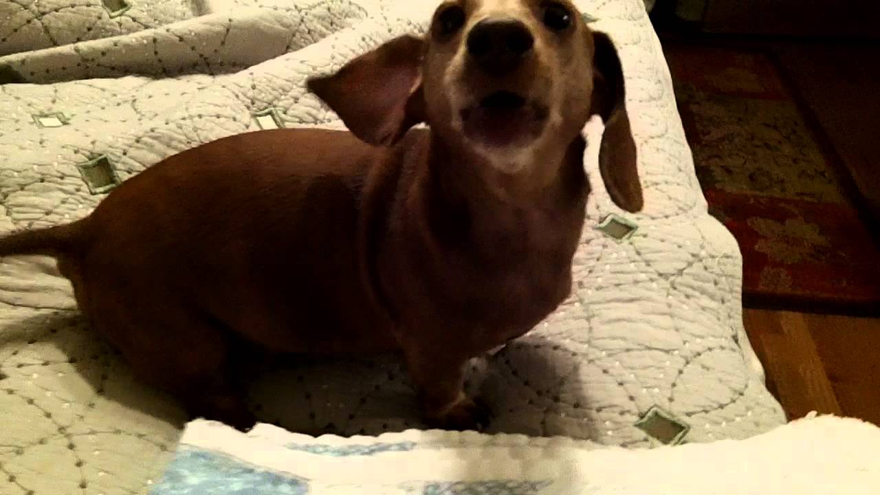 dog weenie
