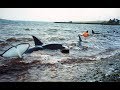 Killer Whales rescue in Uyeasound, Shetland - December 1994