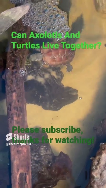 Can Axolotls And Turtles Live Together aquaticanimals turtles can-axolotls-and-turtles-live-together-aquaticanimals-turtles