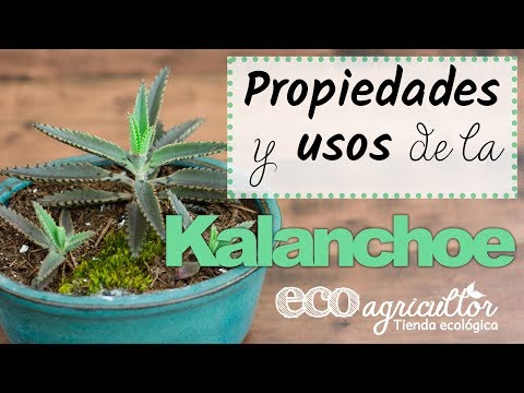 KALANCHOE : propriétés prouvées de cette plante médicinale