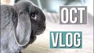 Q&A - October VLOG