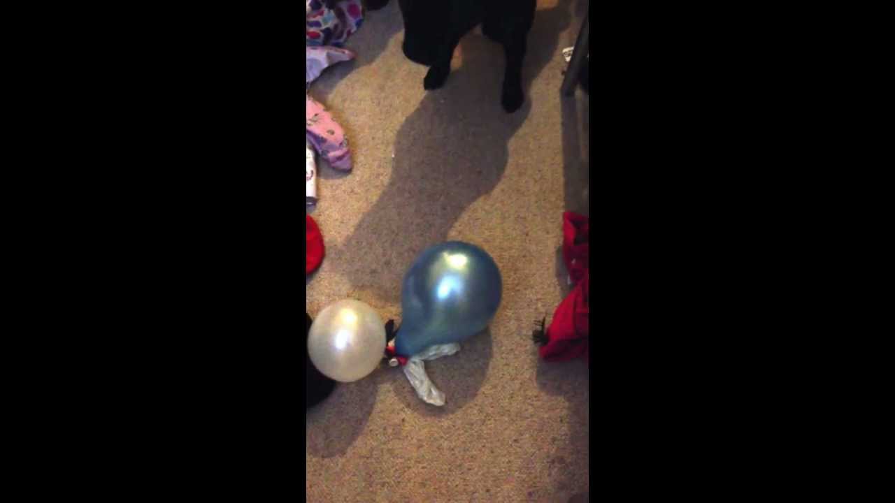 Scared dog popping balloons YouTube
