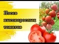 Посев высокорослых помидор