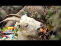 Животные Армении. Живые символы планеты