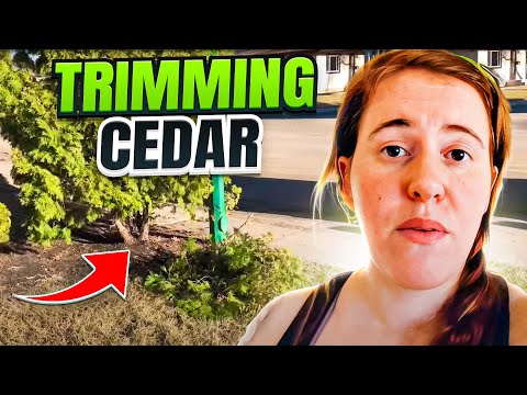 How To Prune A Cedar and Cedar Care Tips // Gardening in Canada