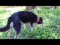 How Do I Get My Dog to Come Inside? How Do I Get My Dog to Come Inside?