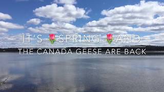 IT’S  SPRING AND THE CANADA GEESE ARE BACK