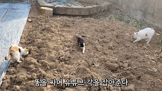 고양이들이 다 같이 똥을 싼다