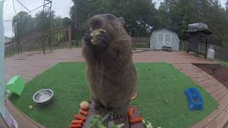 Fat groundhog steals my banana, then stands on my picnic table, mocking me eating in front of camera