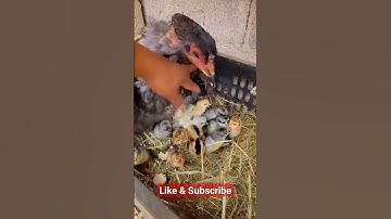 natural hatching || chicken eggs