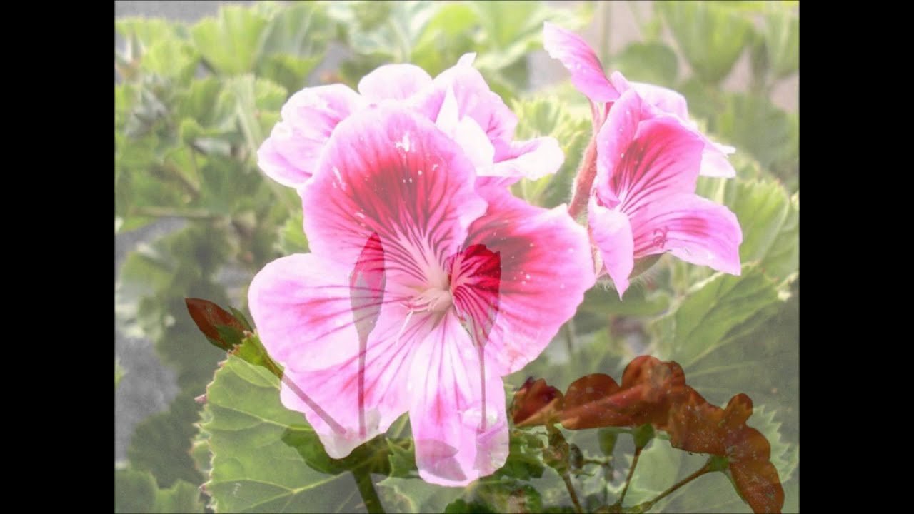 What is the difference between a Geranium and a Pelargonium? YouTube