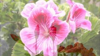 What is the difference between a Geranium and a Pelargonium?