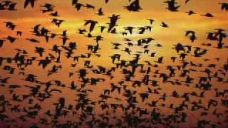 Afro Celt Sound System - Release (MAW Remix)